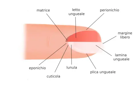Illustrazione dell'unghia che mostra la matrice, il letto ungueale, la lunula, la cuticola, l'eponicchio, il perionichio, la lamina ungueale e il margine libero.