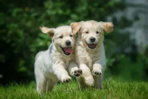 Dwa radosne szczenięta golden retriever biegające po trawie. Ich szczęśliwe mordki sugerują, że nawet podatek od psa nie zepsułby im dnia.