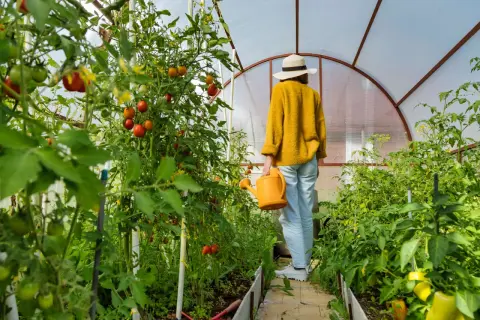 Frauen in einem Gewächshaus mit reifen Tomaten, die an einer selbstgebauten Tomatenrankhilfe wachsen.