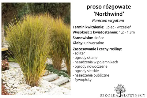 Proso rózgowate 'Northwind' o złocistych liściach, idealne do ogrodów skalnych i nowoczesnych.