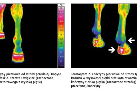 Termogramy końskich nóg. Na pierwszym widać kopyto szorstkowe z wysoką piętką. Na drugim strzałka wskazuje różnicę w piętce.