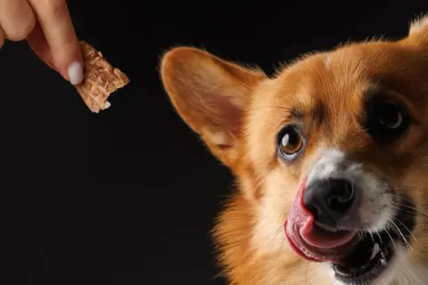 Corgi z językiem na pysku czeka na przysmak. Czy to karma sucha czy mokra dla psa?