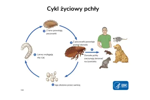 Cykl życiowy pchły: jaja, larwy, poczwarki, dorosłe pchły żerujące na żywicielu. Poznaj etapy, by wiedzieć, jak pozbyć się pcheł z domu.