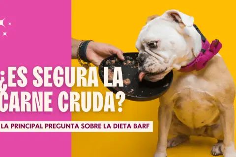 Un bulldog inglés come de un plato. El texto pregunta: "¿Es segura la carne cruda para los perros?".