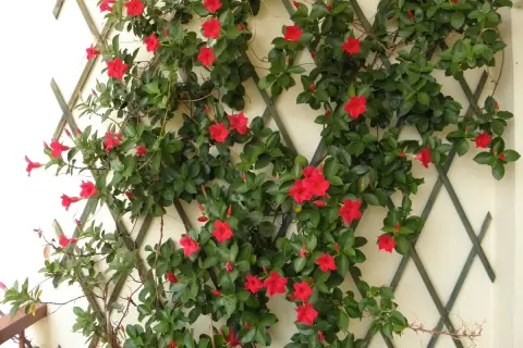 Dipladenia aux fleurs rouges éclatantes grimpant sur un treillage. Ses feuilles vertes luxuriantes rappellent la fraîcheur d'un gel apaisant.
