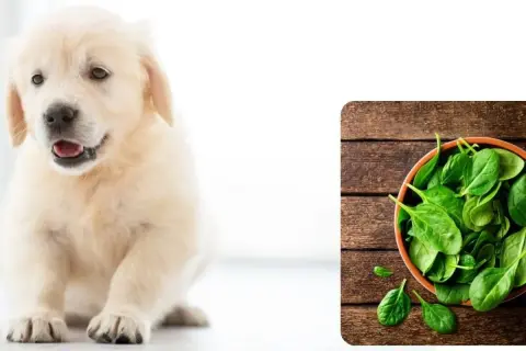Słodki szczeniak golden retrievera zastanawia się, czy pies może jeść szpinak, który leży w miseczce obok.