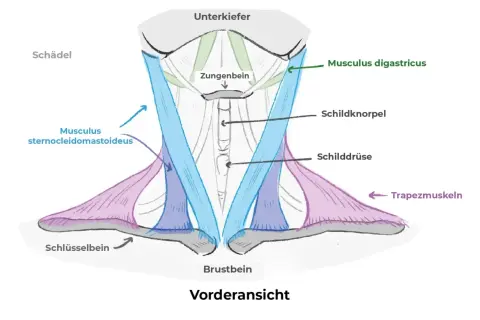 Schematische Darstellung der Anatomie des Halses mit Muskeln wie M. sternocleidomastoideus und M. digastricus, sowie Schildknorpel und Schilddrüse.