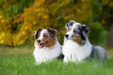 Dwa piękne aussie pieski leżą na trawie, otoczone jesiennymi barwami.