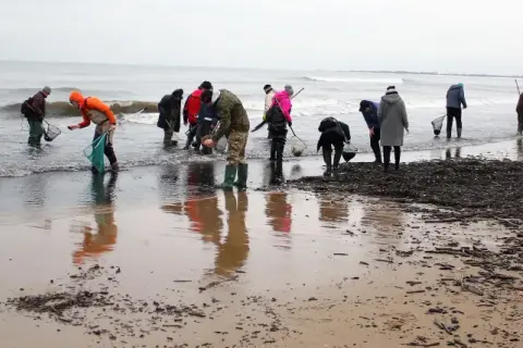 Ludzie w kaloszach przeszukują brzeg Bałtyku z siatkami, szukając bursztynu.