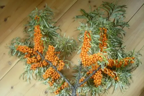 Grenar med rikligt med orange havtorn, redo att plocka.