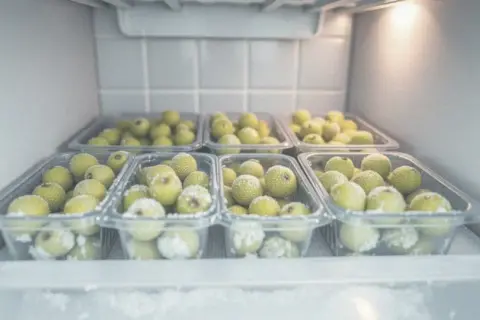 Kiedy jest sezon na agrest? Sprawdź, kiedy najlepiej go zbierać