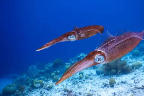 Zwei Tintenfische schwimmen über Korallen. Ein spannendes Erlebnis beim Tintenfisch angeln.