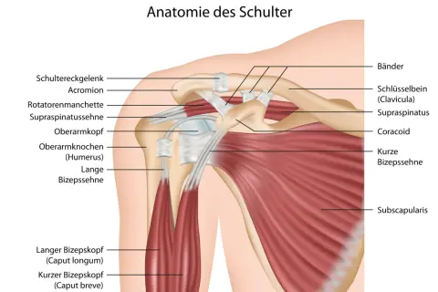 Schulter muskeln anatomie: detaillierte Darstellung von Schultergelenk, Rotatorenmanschette, Bizepssehne und anderen Strukturen.