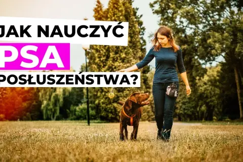 Tresura psa: Jak nauczyć posłuszeństwa? Odkryj sekrety!