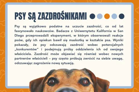 Psy są zazdrośnikami! Dowiedz się więcej o psich emocjach w naszym quizie o psach. Ciekawostki o czworonogach.