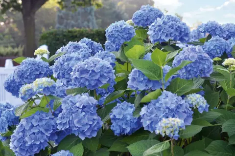Blaue Hortensien in voller Blüte, ein Zeichen für gute Hortensien Pflege. Üppige Blütenbälle vor einem weißen Zaun und grünen Bäumen.