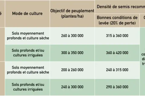 Tableau comparant la densité de semis de sorgho selon le groupe de précocité, le mode de culture et les conditions de levée.