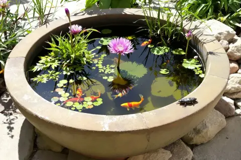 Un bassin de jardin abrite des poissons koï colorés nageant autour d'une magnifique fleur aquatique rose. Un petit amphibien se repose sur le bord.