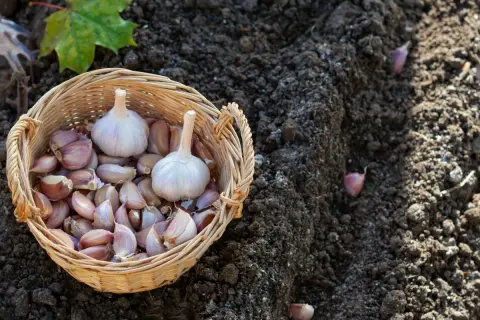 Koszyk z ząbkami czosnku czeka na posadzenie. Ziemia jest gotowa, by rozpocząć sadzenie czosnku.