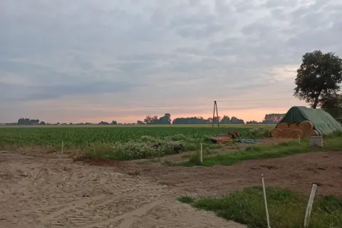 Zachód słońca nad polem kukurydzy. Rolnik myśli o przyszłości i wieku emerytalnym rolników, patrząc na swoje plony.