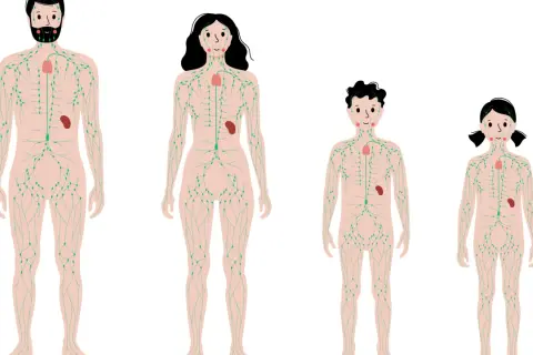 Schema des menschlichen Lymphsystems, das die Lymphdrainage Richtung von Kopf bis Fuß zeigt.