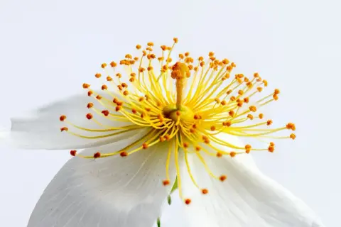 Photo macro d'une fleur blanche aux étamines jaunes éclatantes et aux anthères orangées, capturant la délicatesse de la nature.