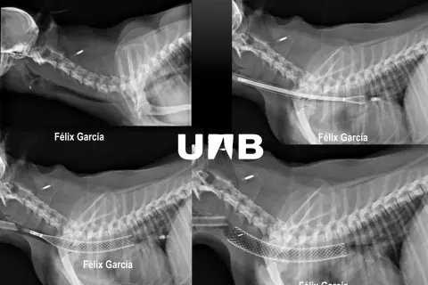 Radiografías de perros con implantes traqueales. La pregunta de cuanto vive un perro con colapso traqueal es compleja, pero estos tratamientos ayudan.
