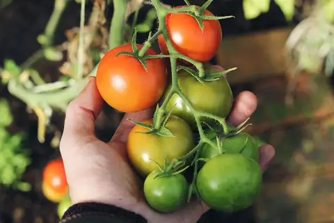 Cuándo plantar tomates en Madrid para evitar heladas y asegurar éxito