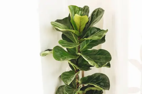 Un grand figuier lyre aux feuilles vertes luxuriantes se dresse près d'un mur blanc, apportant une touche de nature à l'intérieur.