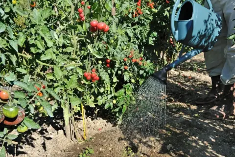 Podlewam pomidory wodą z konewki, dbając o ich wzrost i obfite plony.