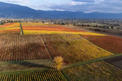 Vigneti autunnali con foglie gialle e rosse, che mostrano il **terrazzamenti significato** nel paesaggio collinare.