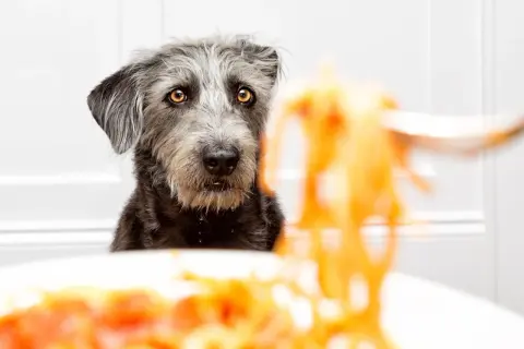 A scruffy dog with amber eyes looks longingly at a forkful of pasta.