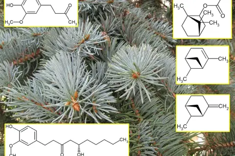 Struktury chemiczne odpowiedzialne za zapach igliwia.