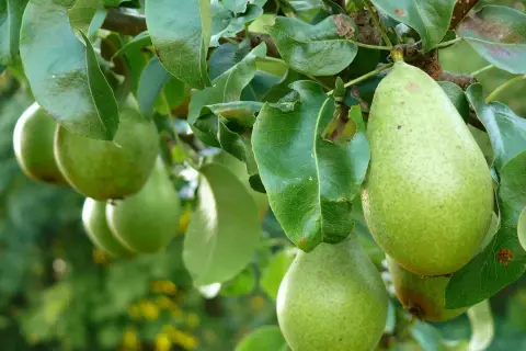 Grüne Birnen reifen am Baum. Bald ist Zeit, den nächsten Birnbaum zu pflanzen, um noch mehr Früchte zu ernten.