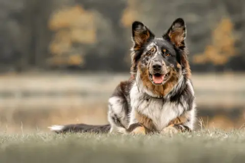 Ein wunderschöner Australian Shepherd Samojede Mix liegt entspannt im Gras. Sein Fell ist mehrfarbig, mit braunen, schwarzen und weißen Flecken.