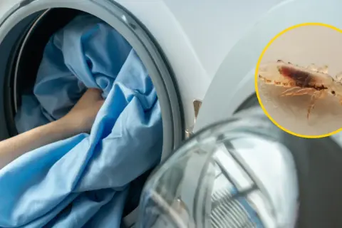Wszy na pościeli mogą przeżyć kilka dni poza żywicielem. Pranie w wysokiej temperaturze zabija je.