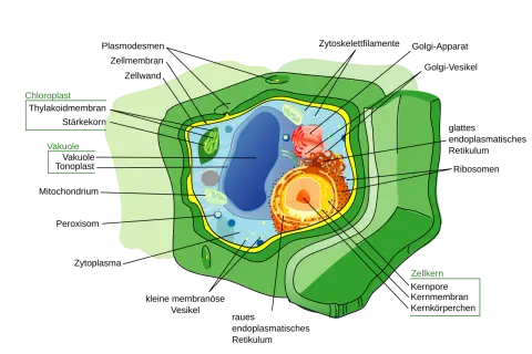 Detailansicht einer pflanzlichen Zelle mit Chloroplasten, Vakuole und Zellkern.