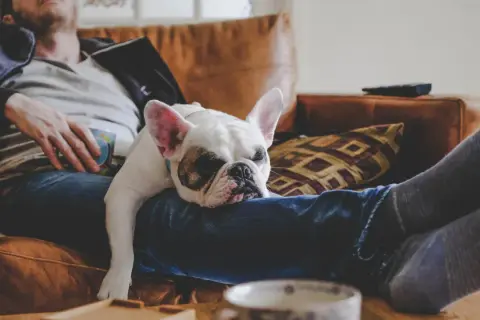 Fransk bulldogg vilar på sin ägares knä. En perfekt powernap tid för båda.