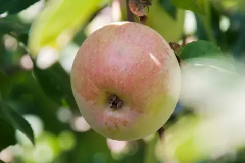 Jabłoń Ananas Berżenicki dojrzewa na gałęzi, jej rumiana skórka obiecuje słodki smak.