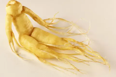 Żółty korzeń żeń-szenia, przypominający ludzką postać, jest podstawą ekstraktu panax ginseng.
