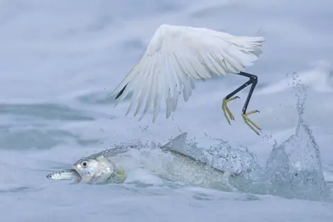 Une aigrette blanche en plein vol attrape un poisson dans l'eau agitée. Photographie animalière saisissante.