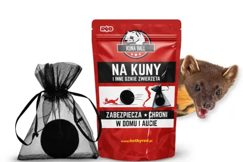 Kuny w samochodzie? Poznaj skuteczne sposoby i koszty!