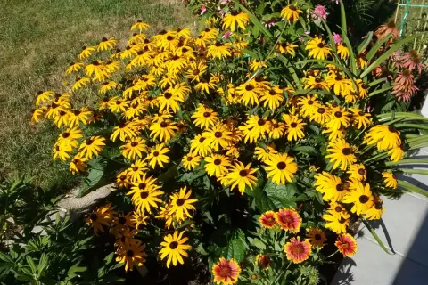 Ein sonnenhut-balkon voller leuchtend gelber Blüten, die sich im Sonnenlicht wie kleine Sonnen präsentieren. Daneben blühen zarte rosa und rote Blumen.