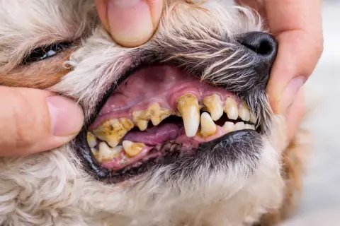 Boca de perro con sarro severo en los dientes. Las encías están inflamadas y los dientes amarillentos y cubiertos de placa.