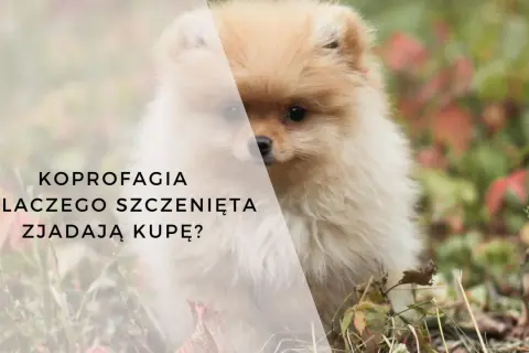 Uroczy szpic miniaturowy w trawie. Tekst: KOPROFAGIA - DLACZEGO SZCZENIĘTA ZJADAJĄ KUPĘ?