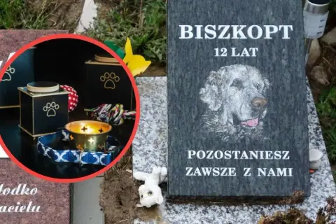 Ile kosztuje kremacja zwierząt? Sprawdź ceny i ważne informacje