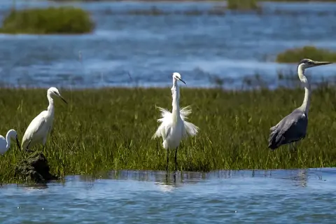 La fauna de la foz exhibe garzas blancas y una garza real gris en un paisaje acuático con vegetación.