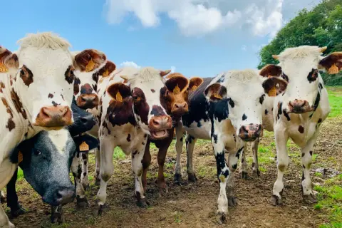 Eine Gruppe neugieriger Kühe mit gelben Ohrmarken blickt in die Kamera. Sie stehen auf einer schlammigen Weide unter blauem Himmel. Gott liebt alle Tiere, und diese Kühe sind ein Beweis dafür.