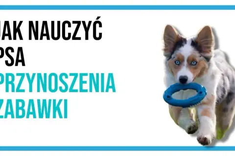 Jak nauczyć psa aportowania? Uroczy piesek z niebieską zabawką w pysku biegnie, gotowy do zabawy.