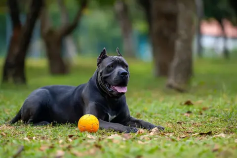 Potężny cane corso leży na trawie obok pomarańczowej piłki, gotowy do zabawy w parku.